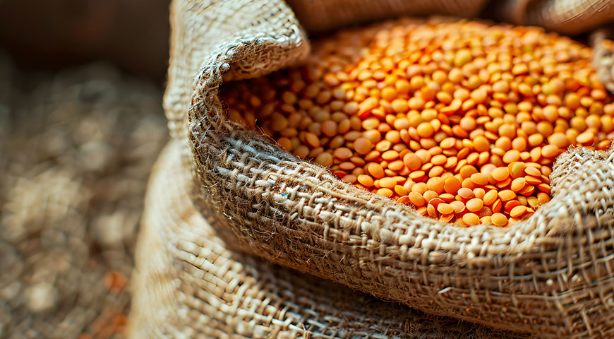 Lentil 4