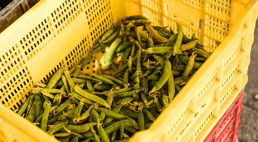 Peas 4