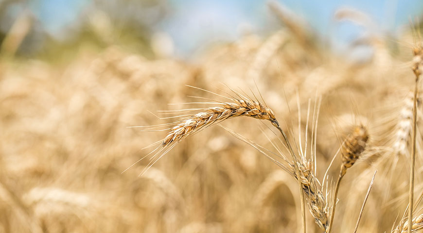 Wheat 1