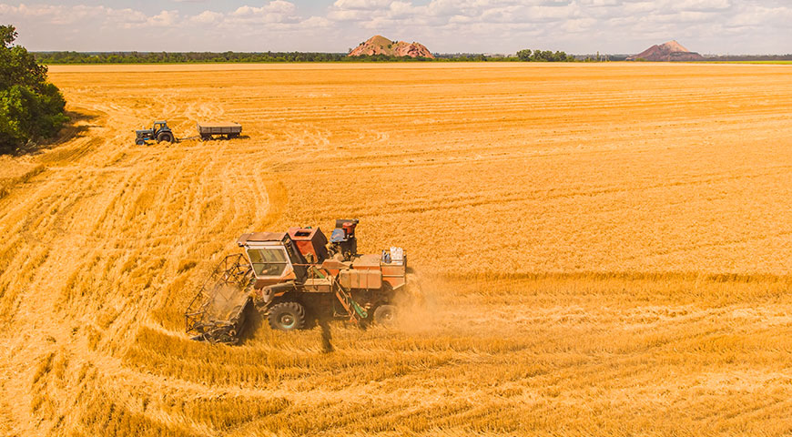 Wheat 2